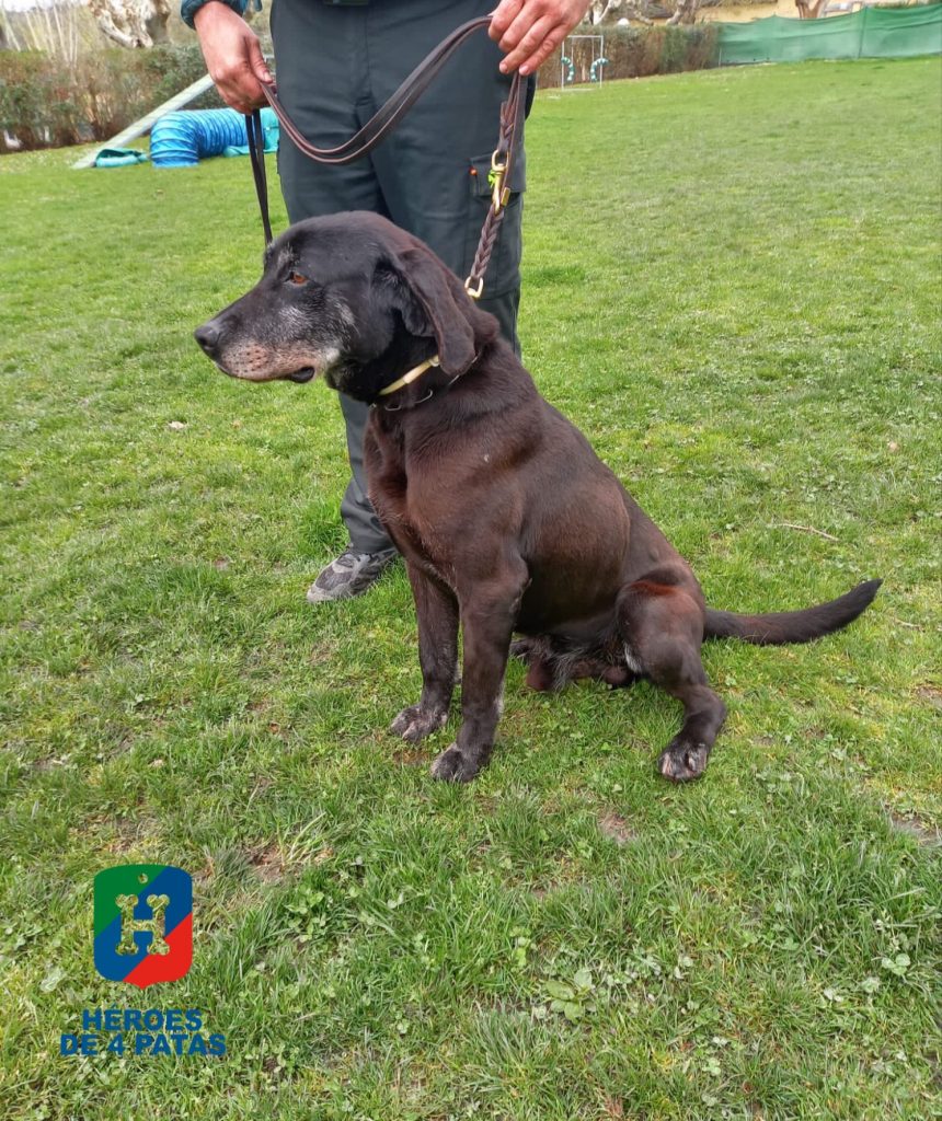 Dark, Labrador