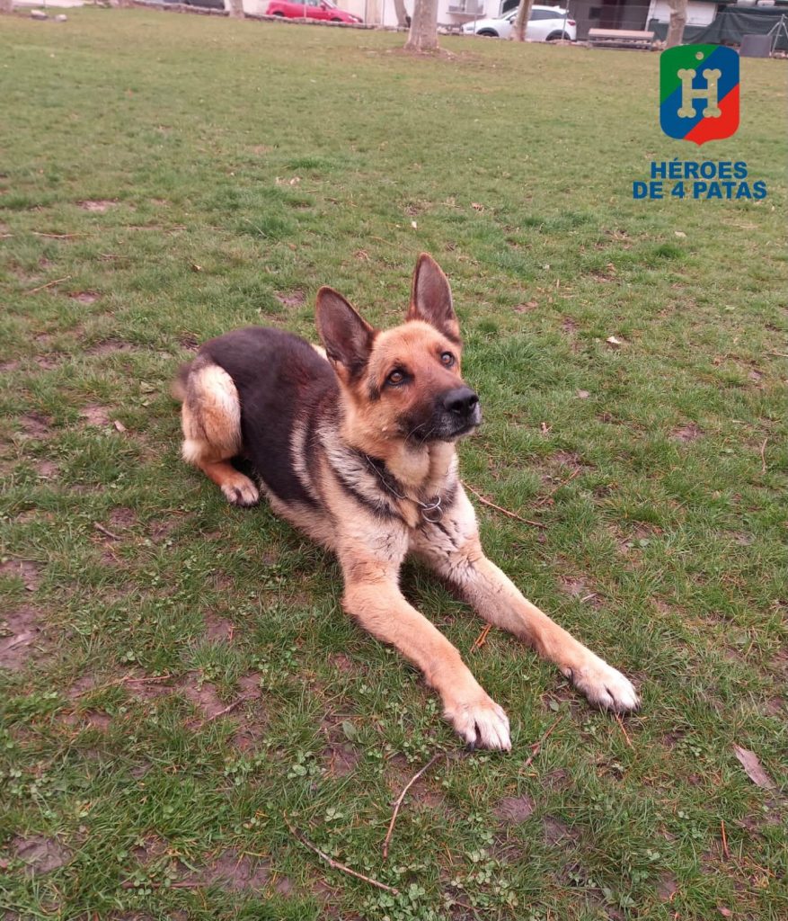 Bolo, Pastor Alemán