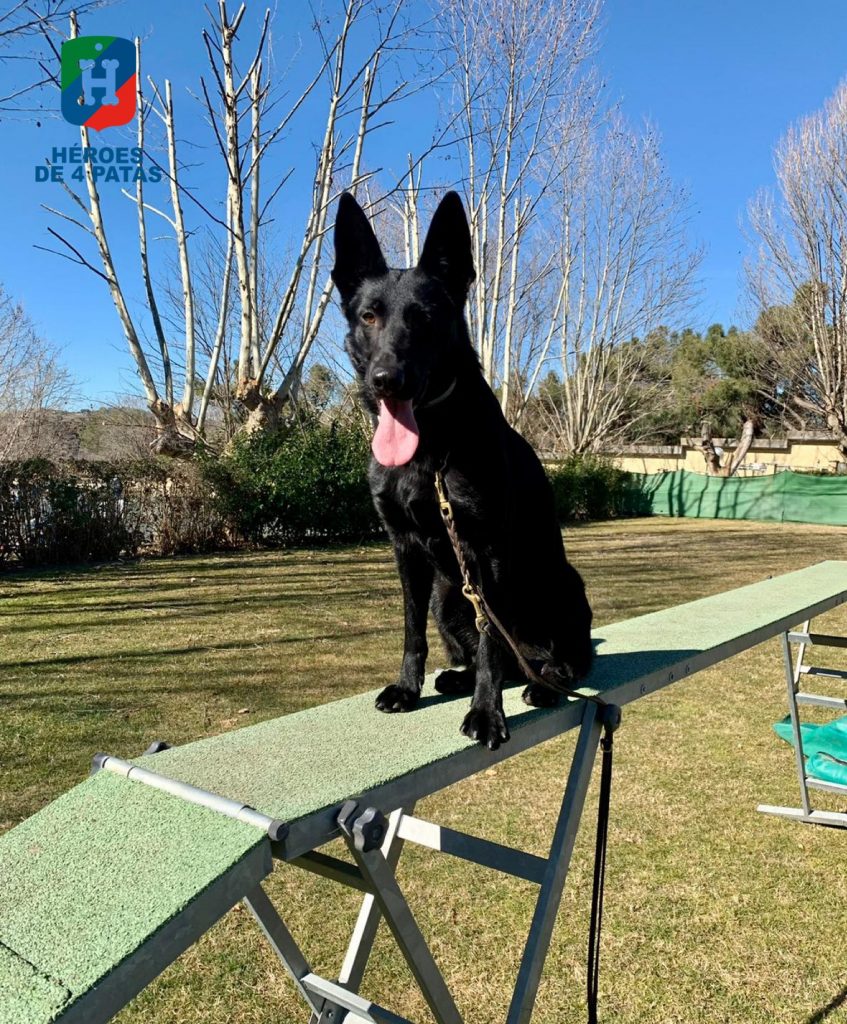 Tesla, Pastor Alemán