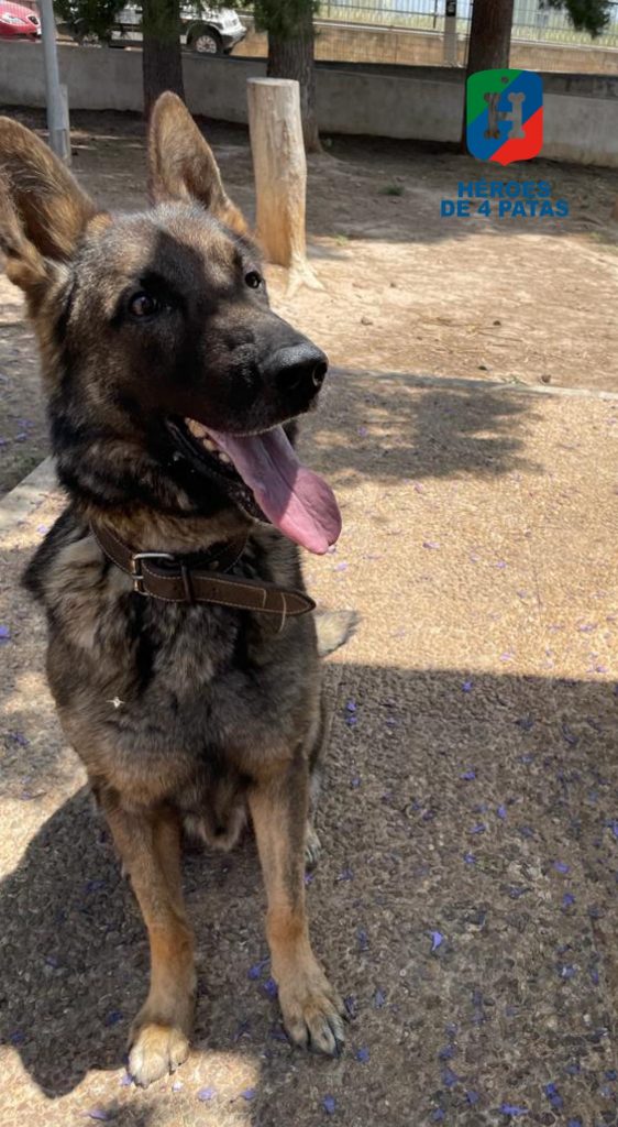 Ator, Pastor Alemán