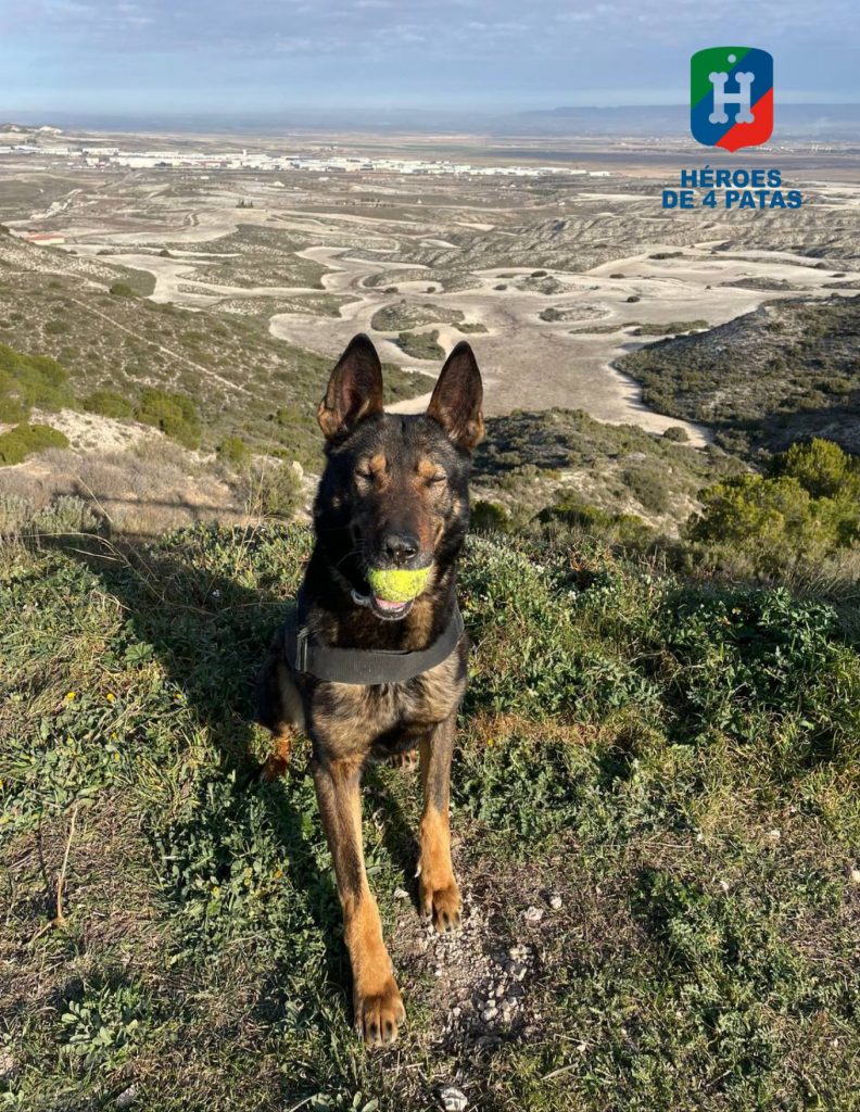 Trévol, Pastor Alemán
