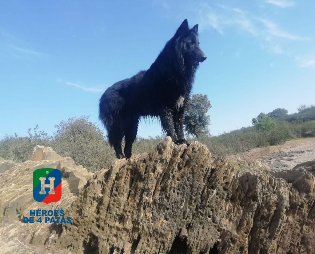 Roldan, Pastor Belga Groenendael