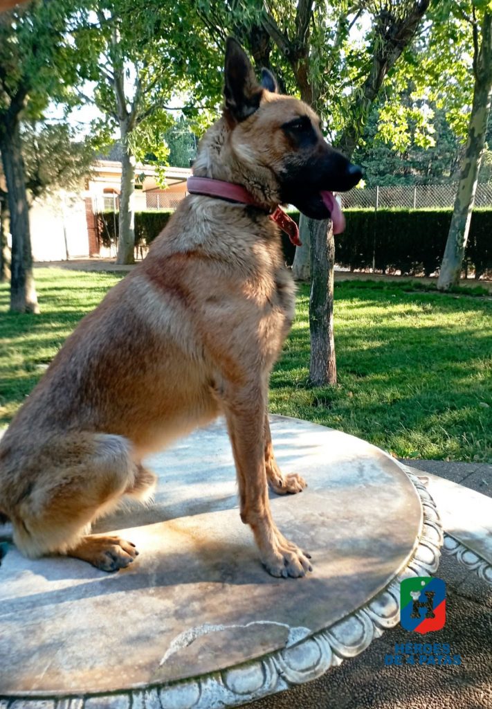 Matarile, Pastor Belga Malinois