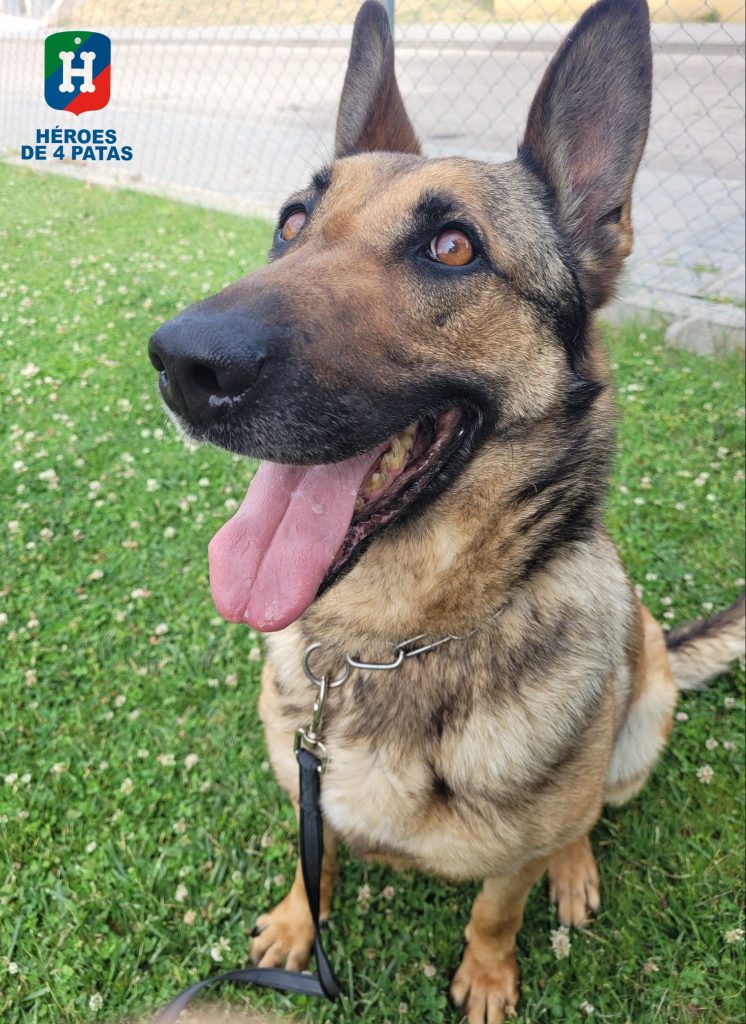 Popet, Pastor Belga Malinois