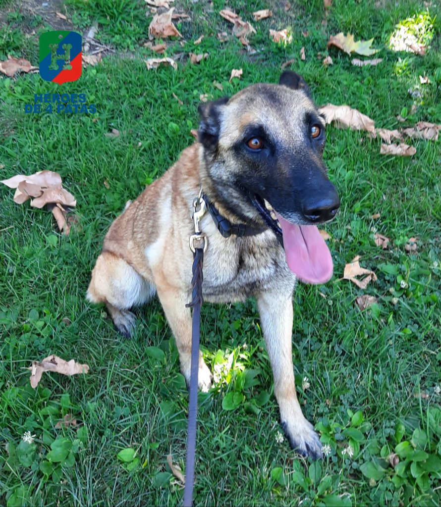 Betty, Pastor Belga Malinois