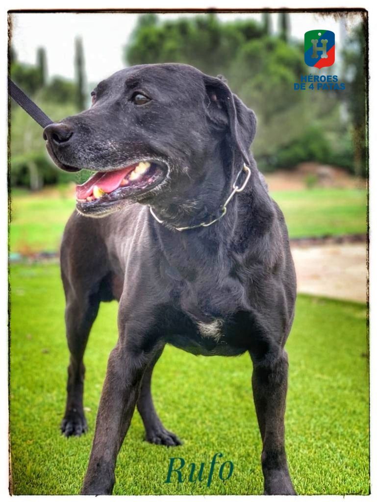 Rufo, Labrador
