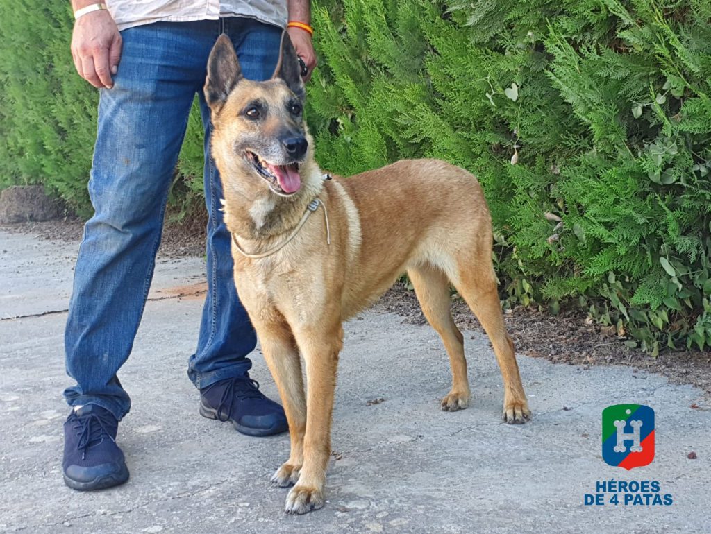 Cris, Pastor Belga Malinois