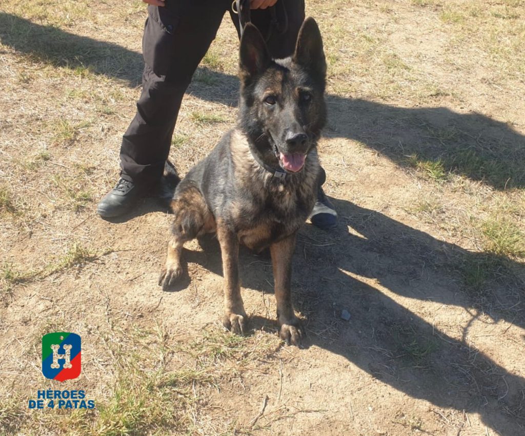 Vicky, Pastor Alemán