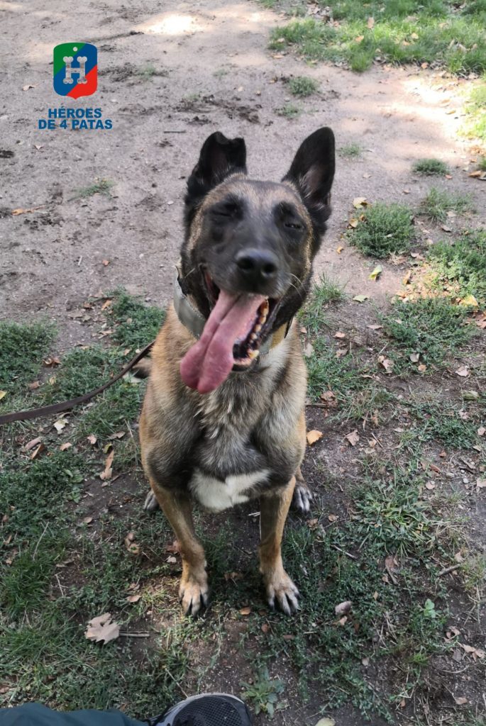 Milan, Pastor Belga Malinois