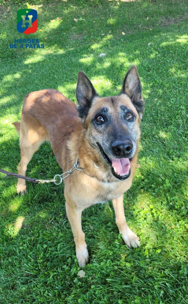 Buba, Pastor Belga Malinois