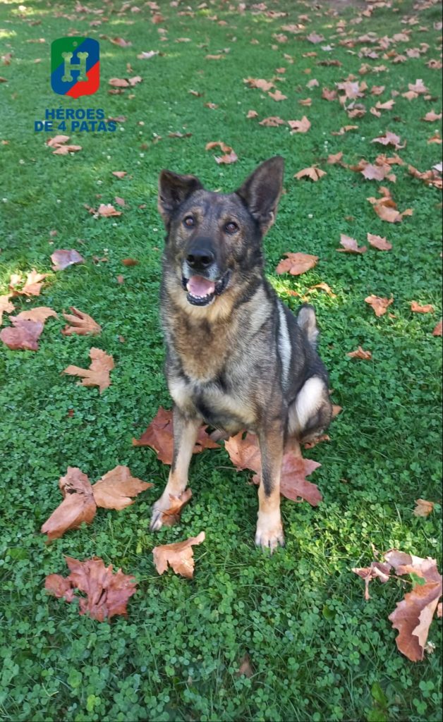 Drago, Pastor Alemán