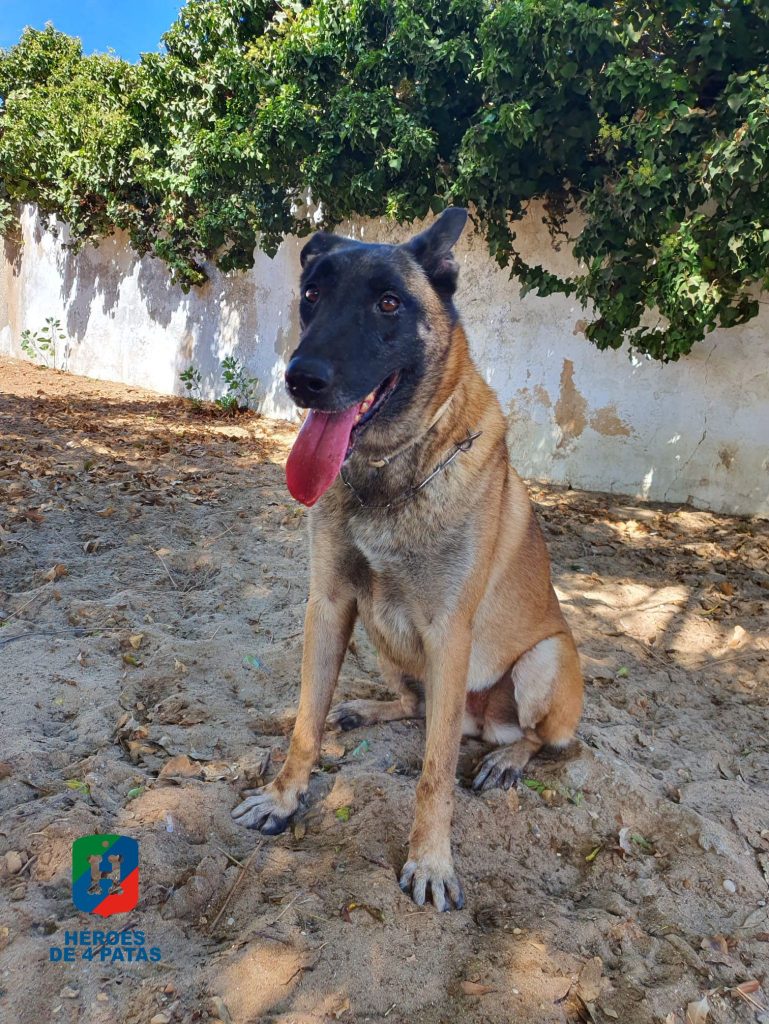 Tana, Pastor Belga Malinois