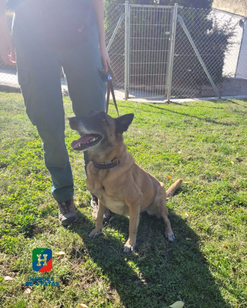 Cora, Pastor Belga Malinois