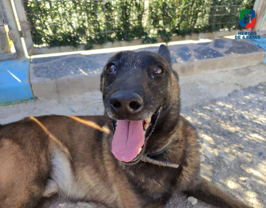 Dexter, Pastor Belga Malinois
