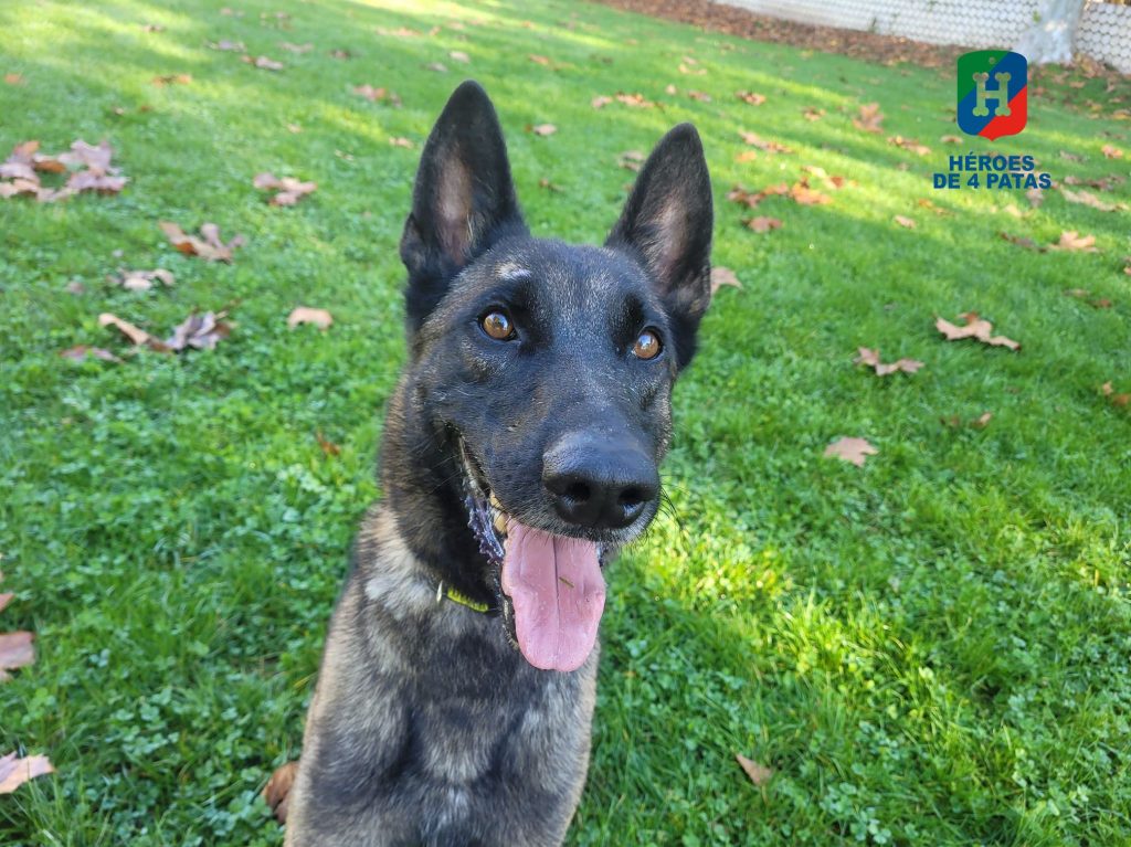 Riot, Pastor Belga Malinois