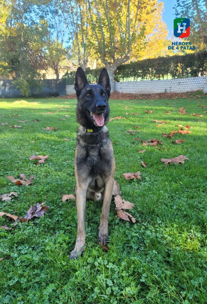 Roit, Pastor Belga Malinois