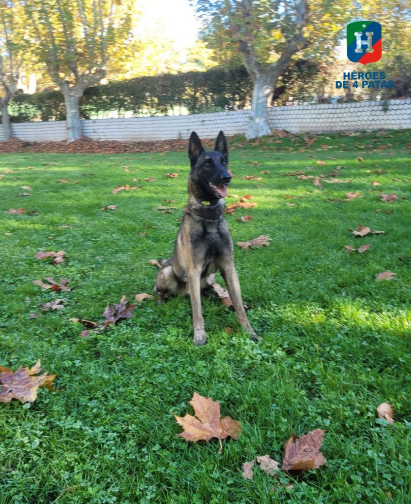 Riot, Pastor Belga Malinois