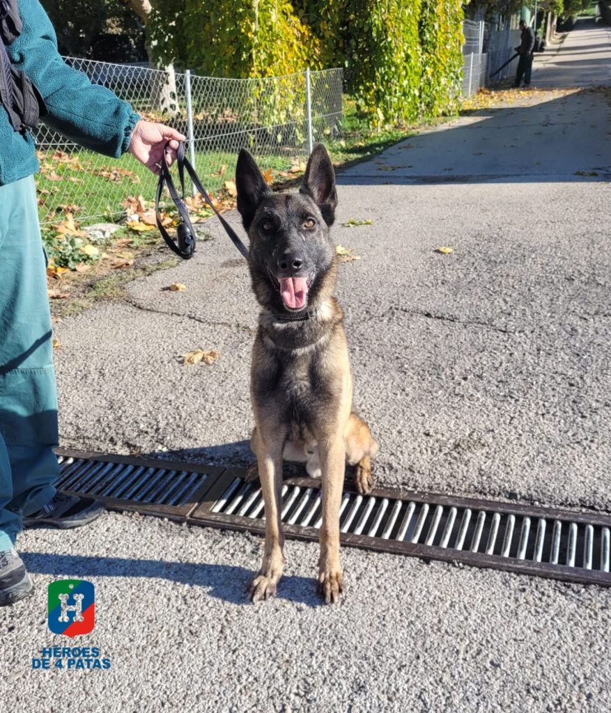 Riot, Pastor Belga Malinois