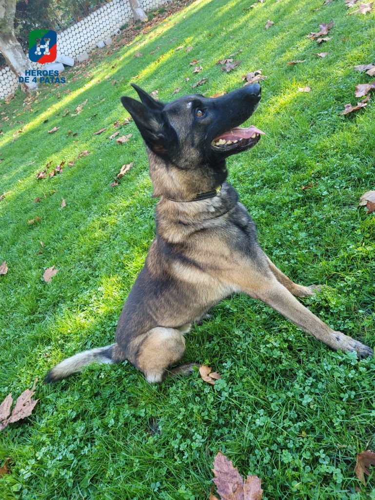 Riot, Pastor Belga Malinois