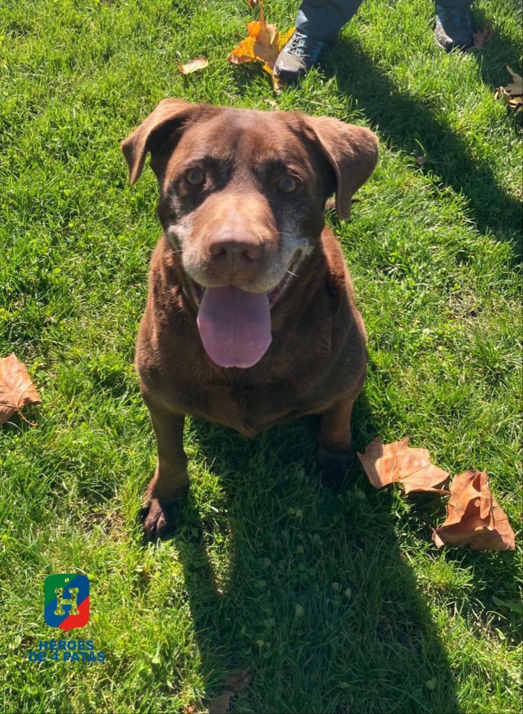 Sócrates, Labrador