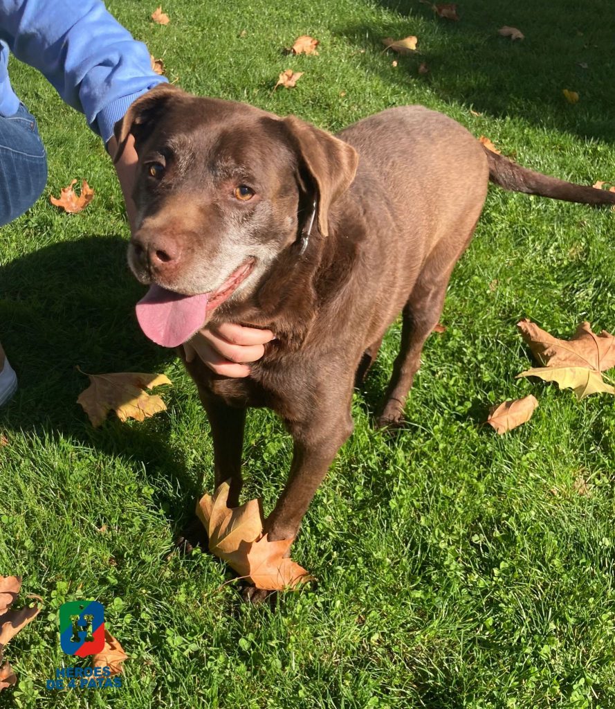 Sócrates, Labrador