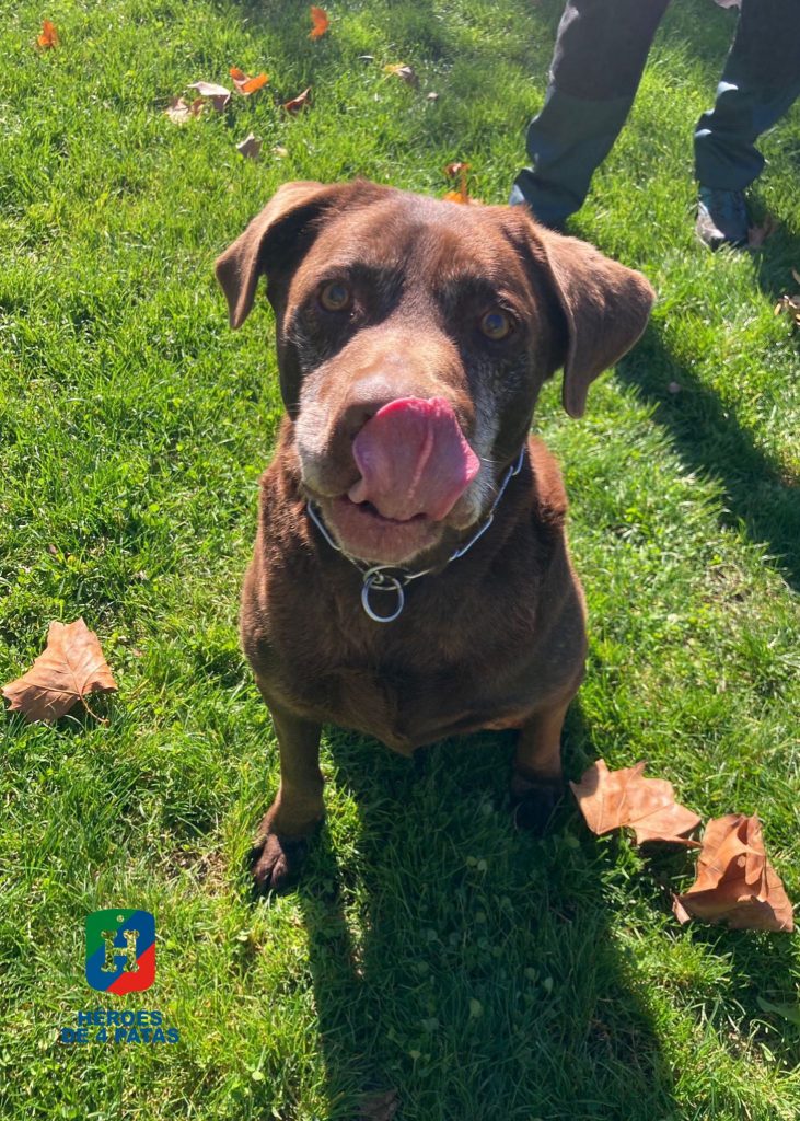 Sócrates, Labrador