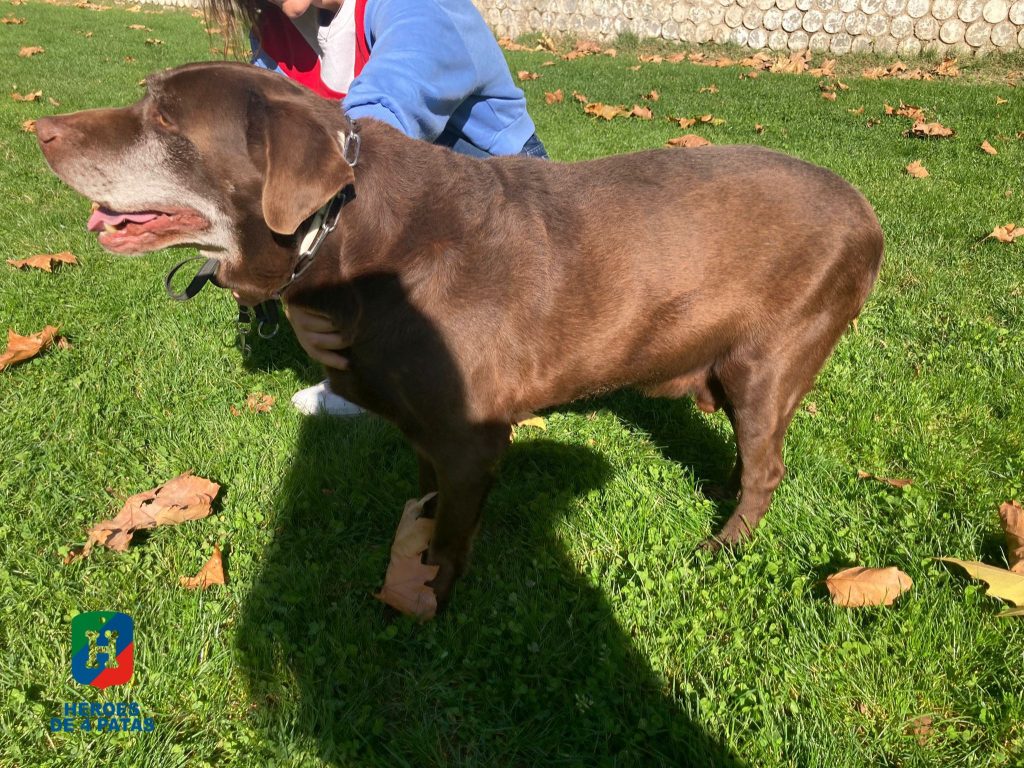 Sócrates, Labrador