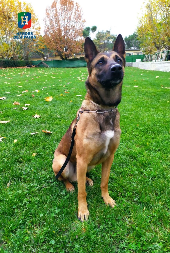 Fonix, Pastor Belga Malinois