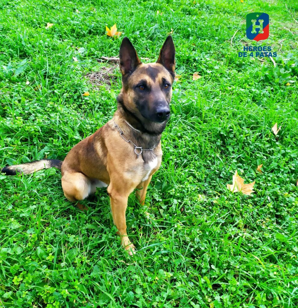 Fonix, Pastor Belga Malinois
