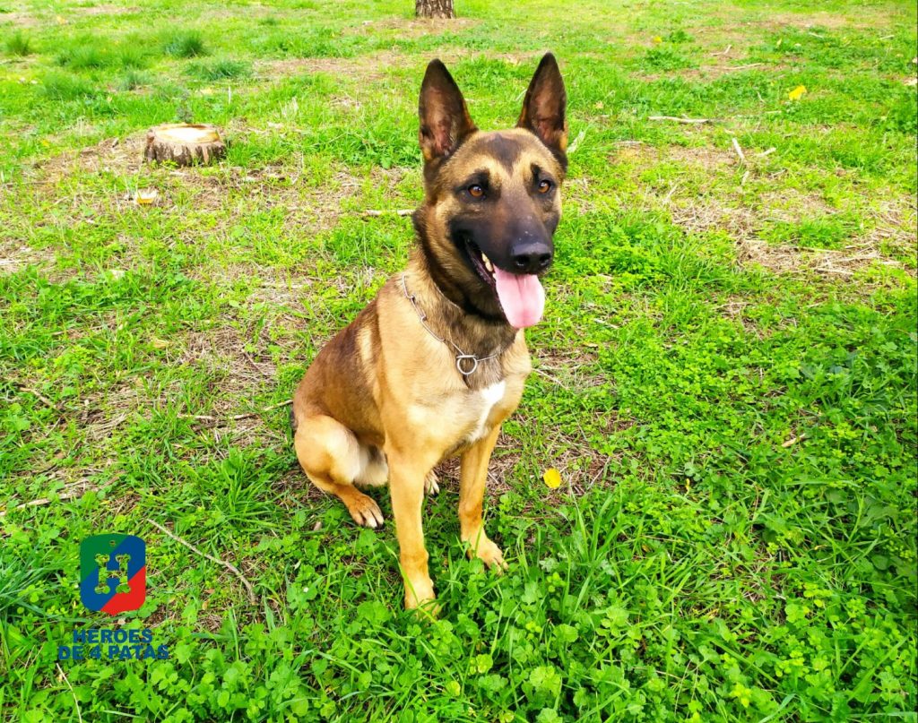 Fonix, Pastor Belga Malinois