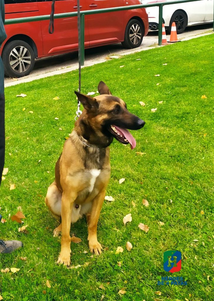 Fonix, Pastor Belga Malinois