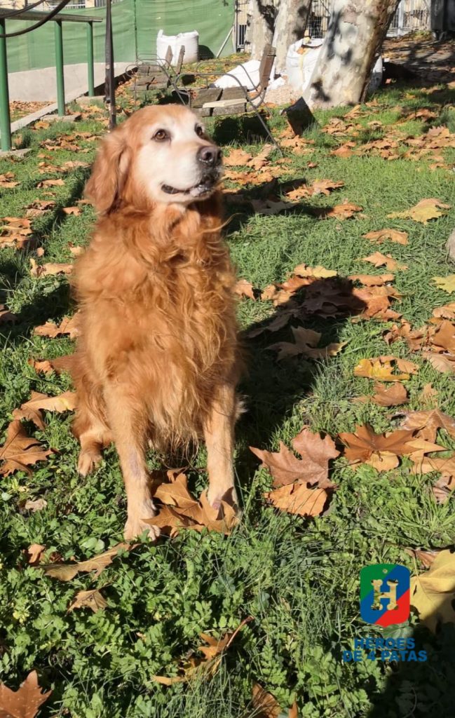 Van Gogh, Labrador Golden