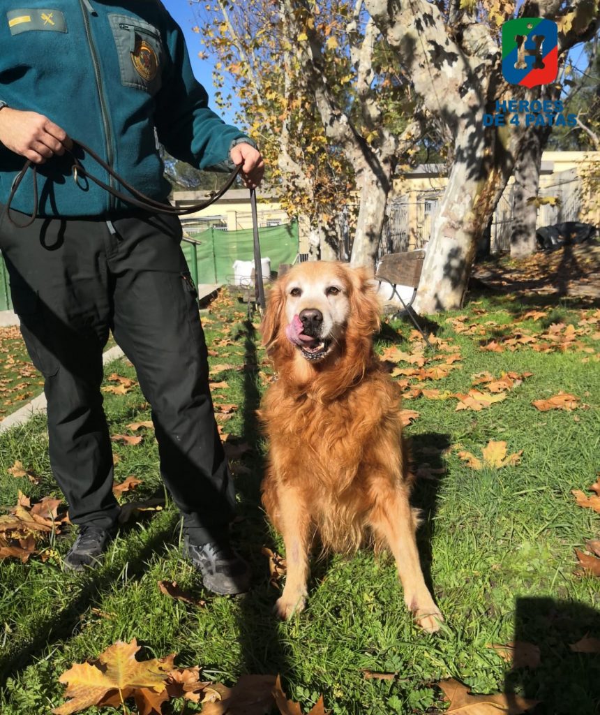 Van Gogh, Labrador Golden