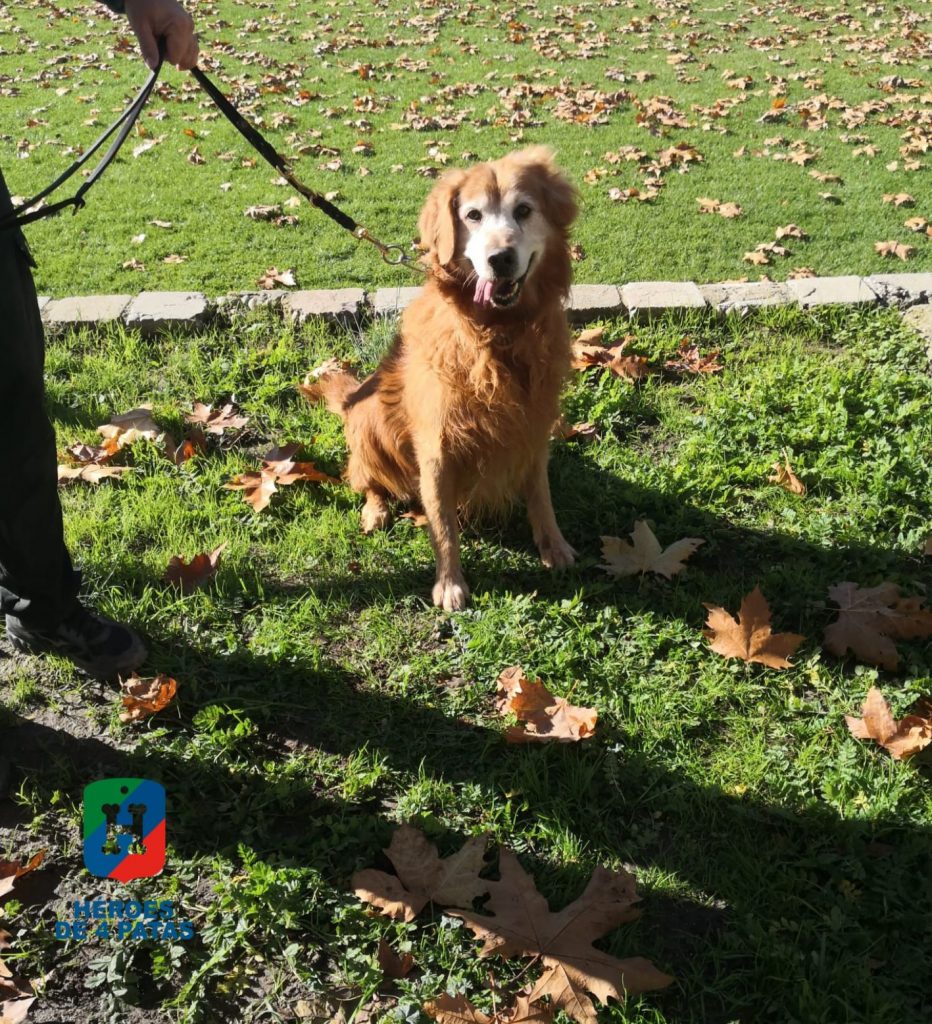 Van Gogh, Labrador Golden