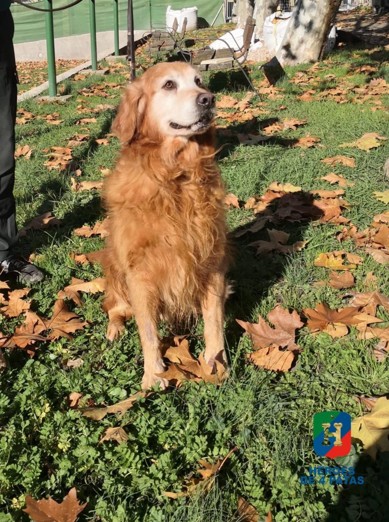 Van Gogh, Labrador Golden