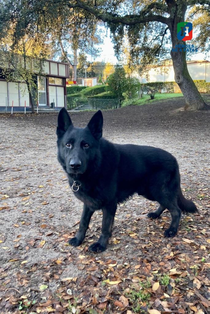 Jack, Pastor Alemán