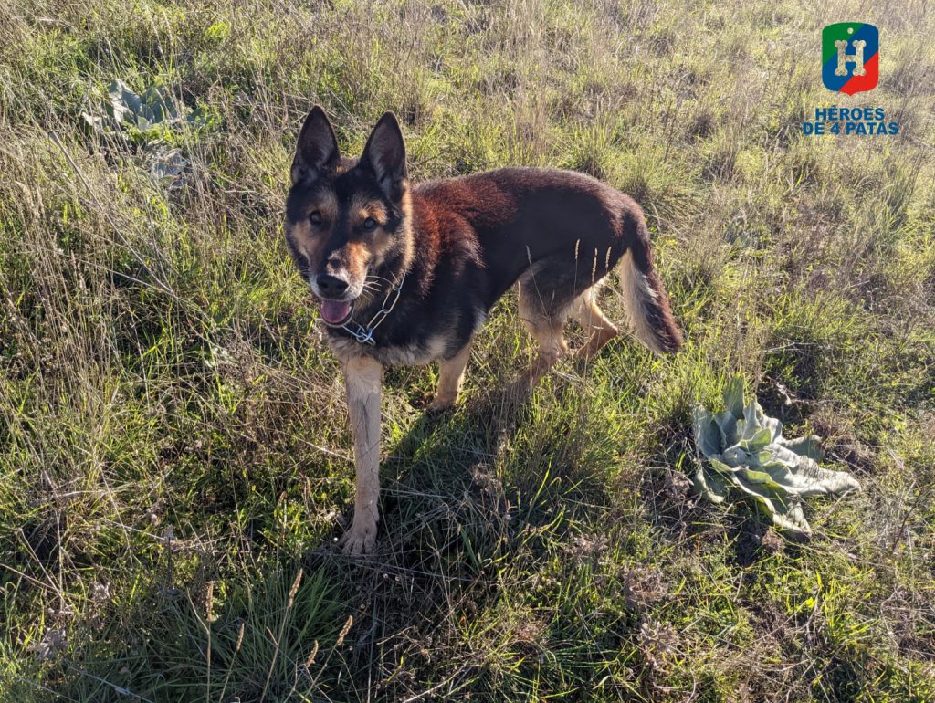 Rocky, Pastor Alemán