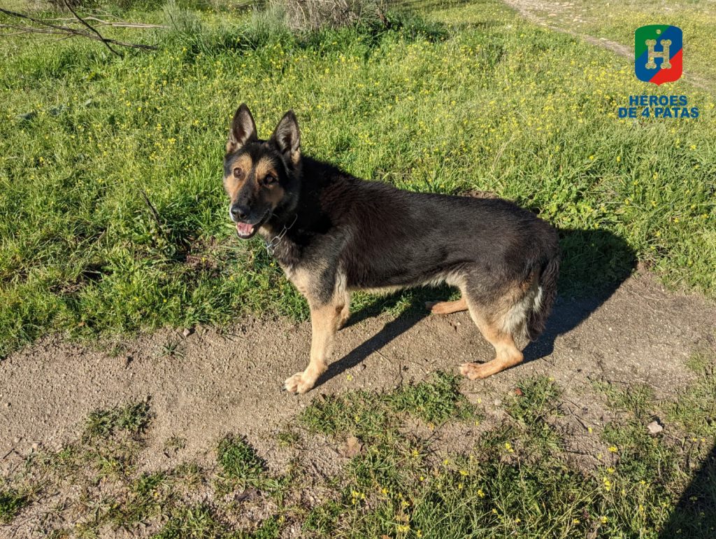 Rocky, Pastor Alemán