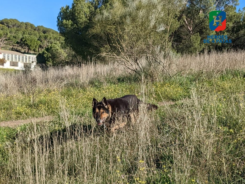 Rocky, Pastor Alemán