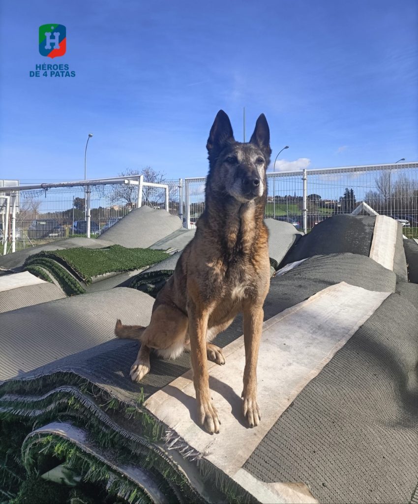 Xena, Pastor Belga Malinois