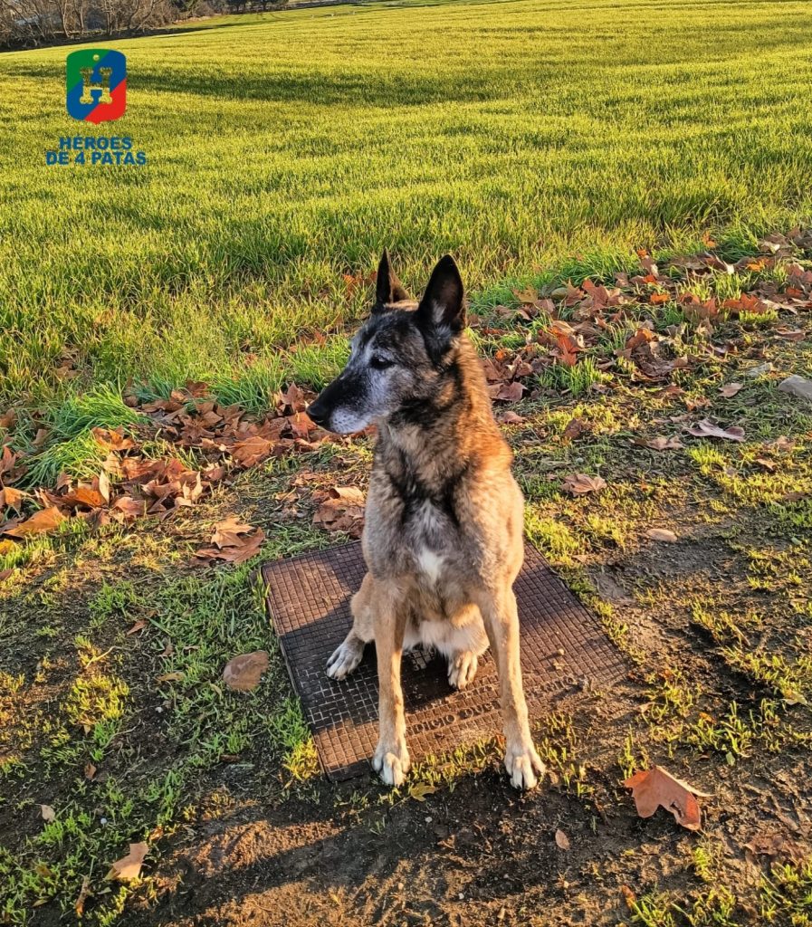Xena, Pastor Belga Malinois