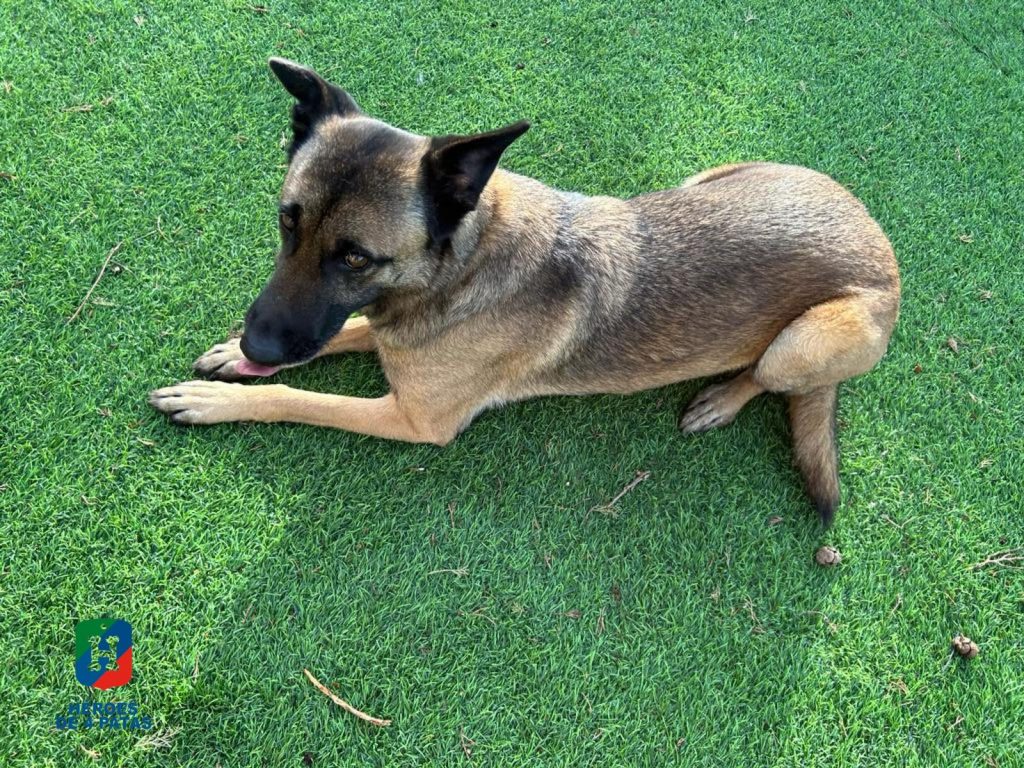 Boira, Pastor Belga Malinois