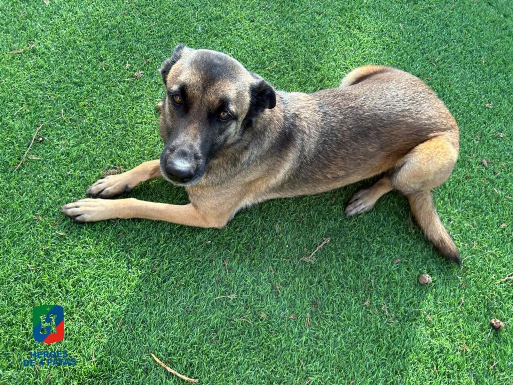 Boira, Pastor Belga Malinois