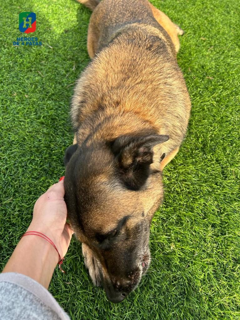 Boira, Pastor Belga Malinois
