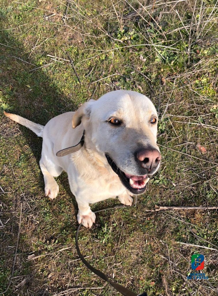 Zou, Labrador Retriever
