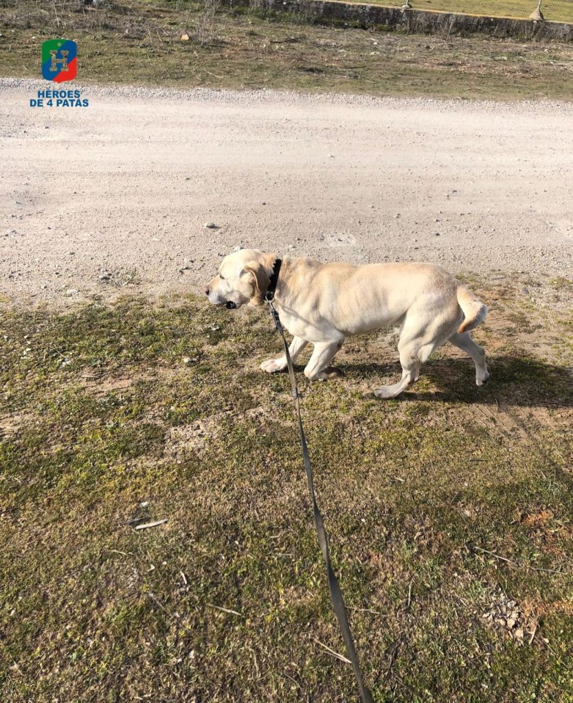 Zou, Labrador Retriever