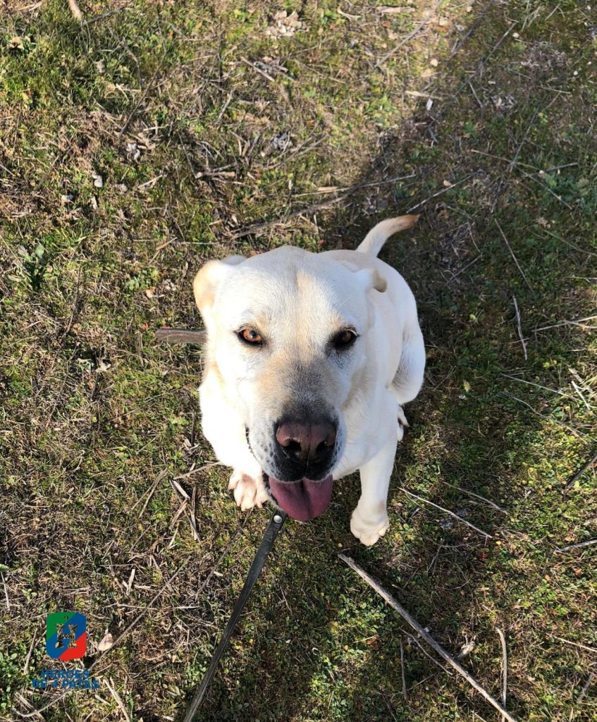 Zou, Labrador Retriever
