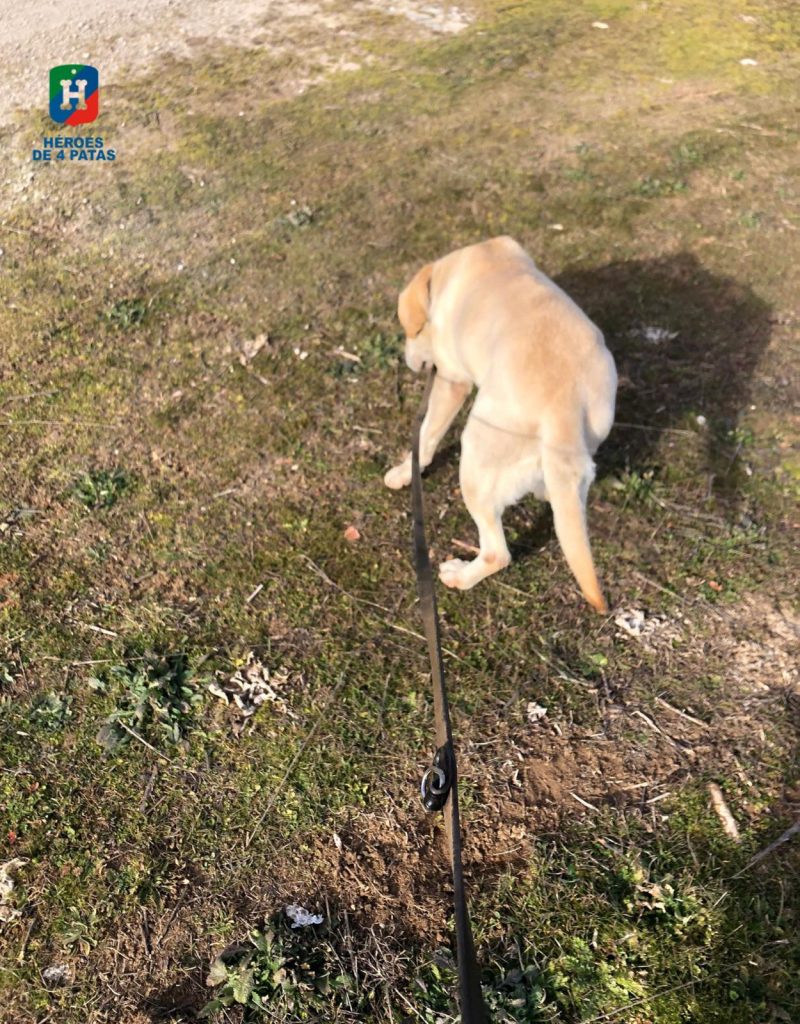 Zou, Labrador Retriever