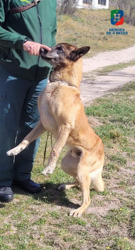 Odín, Pastor Belga Malinois