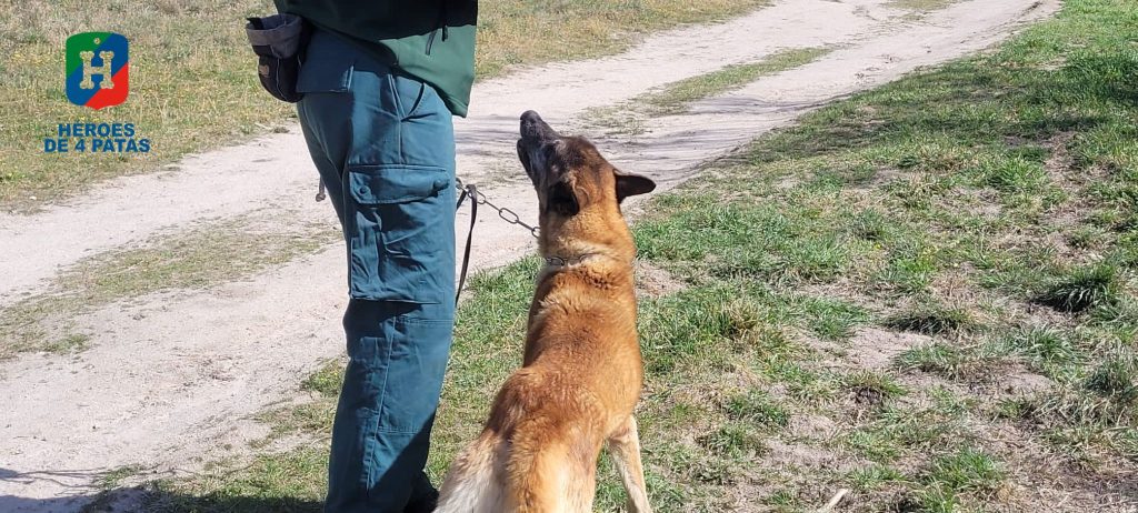Odín, Pastor Belga Malinois